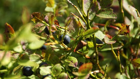 Heidelbeeren am Strauch